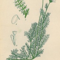 HEILPFLANZEN. - Kamille. Picture 1