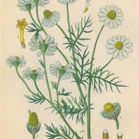 HEILPFLANZEN. - Kamille. Picture 1