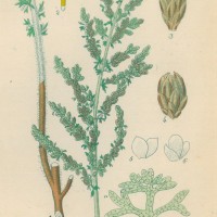 HEILPFLANZEN. - Beifuß. Picture 1