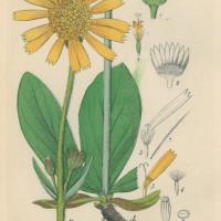 HEILPFLANZEN. - Arnika. Picture 1