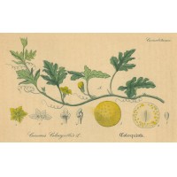 GIFTPFLANZEN. - Koloquinte. Bild 1