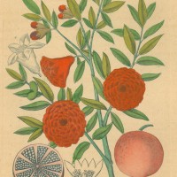 PFLANZEN. - Granatapfelbaum. Bild 1