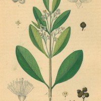 GEWÜRZE. - Piment. Picture 1