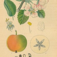 FRÜCHTE. - Apfel. Bild 1