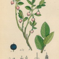 FRÜCHTE. - Heidelbeere. Picture 1