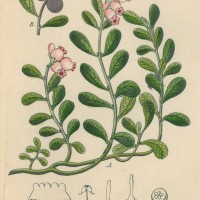 HEILPFLANZEN. - Bärentraube. Picture 1