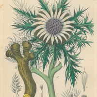 HEILPFLANZEN. - Silberdistel. Bild 1
