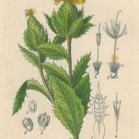 HEILPFLANZEN. - Färberdistel. Bild 1