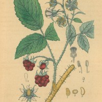FRÜCHTE. - Himbeere. Picture 1
