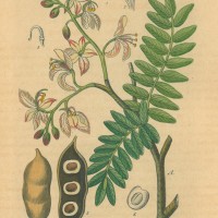 HEILPFLANZEN. - Tamarindenbaum. Bild 1