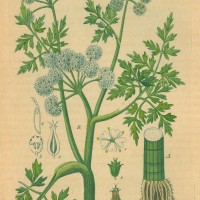 GEWÜRZE. - Pferdekümmel. Bild 1