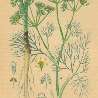 GEWÜRZE. - Fenchel. Bild 1