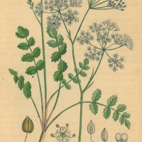 HEILPFLANZEN. - Kleine Bibernelle. Picture 1