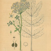 HEILPFLANZEN. - Große Bibernelle. Picture 1