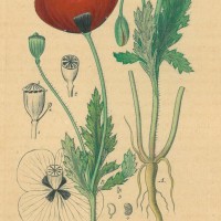 HEILPFLANZEN. - Mohn. Bild 1