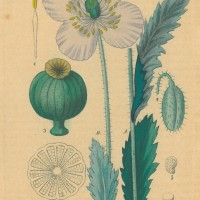 HEILPFLANZEN. - Mohn. Bild 1