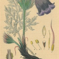 BLUMEN. - Anemone. Picture 1