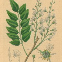 HEILPFLANZEN. - Perubalsam. Picture 1