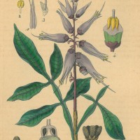 HEILPFLANZEN. - Quassia amara. Picture 1