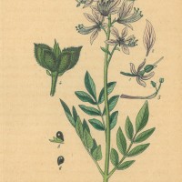 HEILPFLANZEN. - Diptam. Picture 1