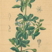 HEILPFLANZEN. - Guajak. Picture 1