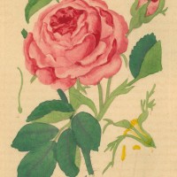 BLUMEN. - Rose. Picture 1