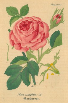 Picture 1