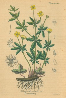 Picture 1