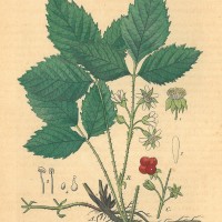 FRÜCHTE. - Himbeere. Picture 1