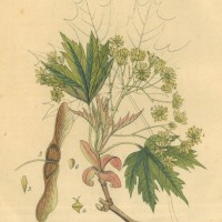 BÄUME. - Ahorn. Bild 1