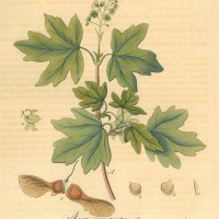 BÄUME. - Ahorn. Bild 1