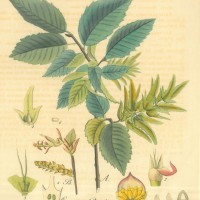 BÄUME. - Hainbuche. Picture 1