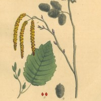 BÄUME. - Erle. Bild 1