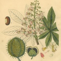 BÄUME. - Rosskastanie. Bild 1