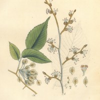 BÄUME. - Ulme. Picture 1