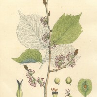 BÄUME. - Ulme. Bild 1