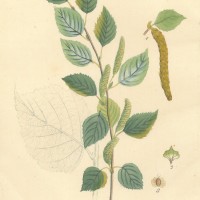 BÄUME. - Birke. Bild 1