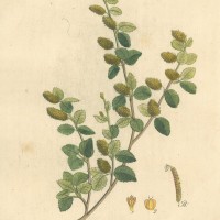 BÄUME. - Birke. Bild 1
