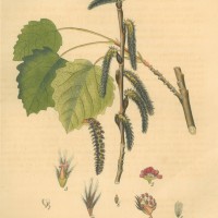 BÄUME. - Pappel. Bild 1