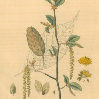 BÄUME. - Hopfenbuche. Bild 1