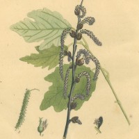 BÄUME. - Pappel. Bild 1