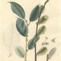 BÄUME. - Weide. Bild 1