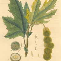 BÄUME. - Platane. Bild 1