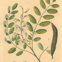 BÄUME. - Akazie. Bild 1
