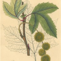BÄUME. - Platane. Picture 1