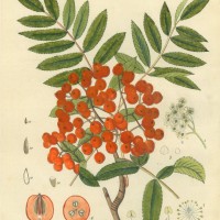 BÄUME. - Eberesche. Bild 1