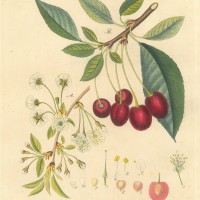 FRÜCHTE. - Kirsche. Picture 1