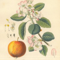 FRÜCHTE. - Apfel. Picture 1