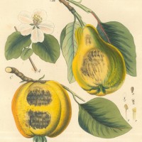 Picture 1