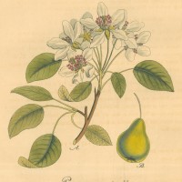 FRÜCHTE. - Birne. Bild 1